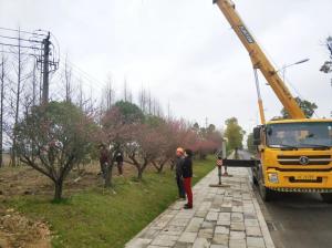  外環(huán)線(xiàn)道路景觀工程二、三標(biāo)段進(jìn)行補(bǔ)植復(fù)綠工作